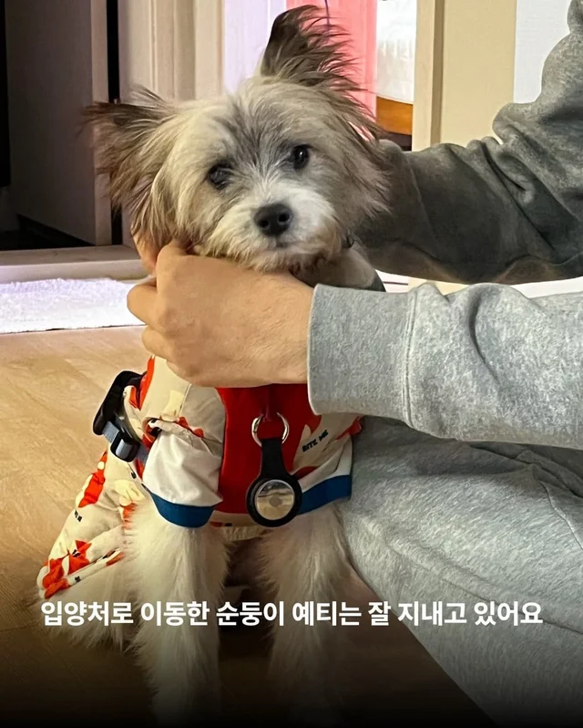 가파른 옥상에서 구조된 24마리의 기적 현장 사진