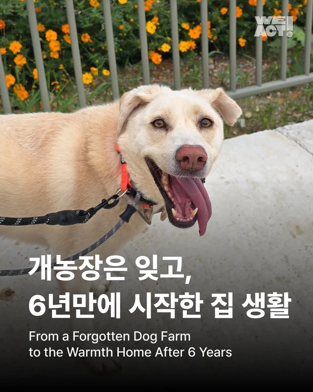 시흥개농장-위액트 윌리스 현장 사진