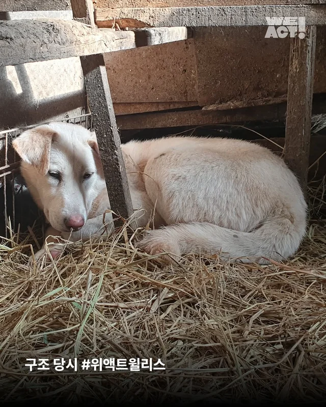 시흥개농장-위액트 윌리스 현장 사진