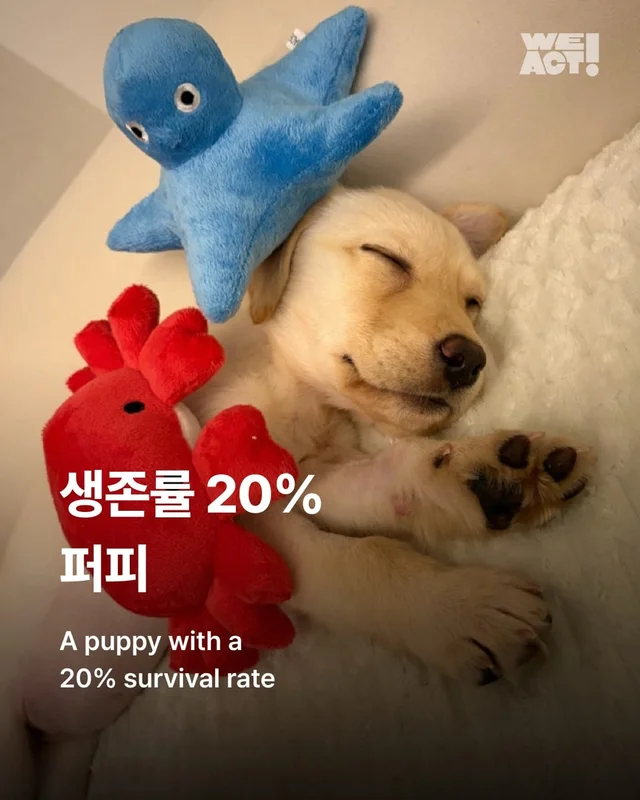 생존률 20% 퍼피 현장 사진