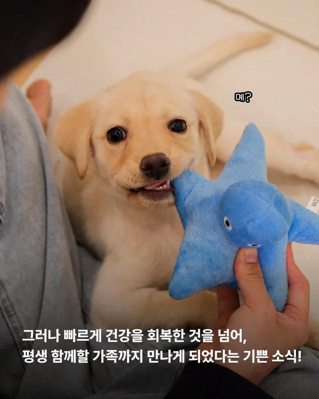생존률 20% 퍼피 현장 사진