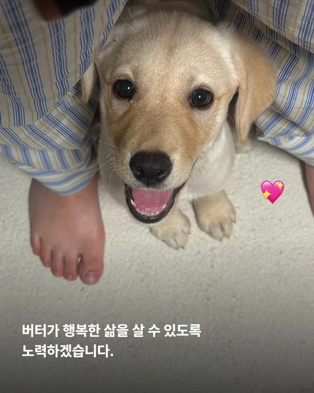 생존률 20% 퍼피 현장 사진