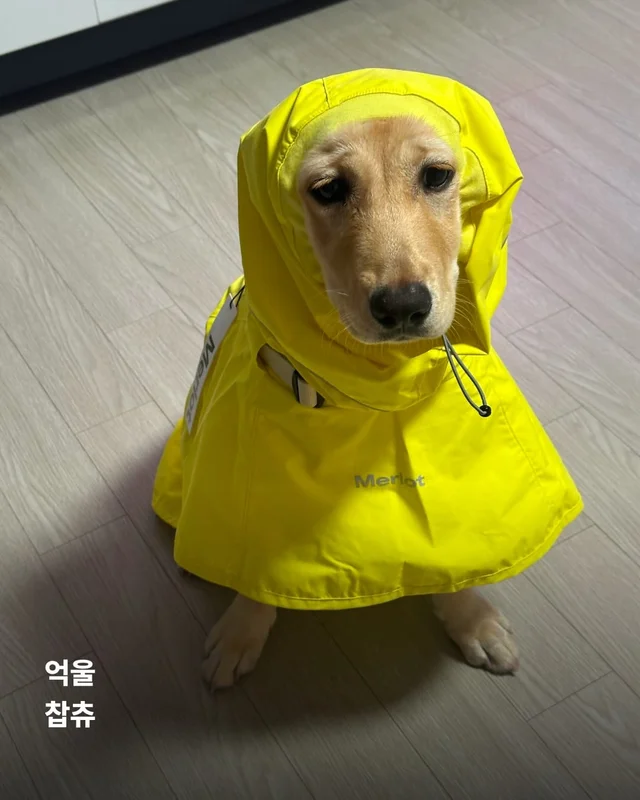 생존률 20% 퍼피 현장 사진