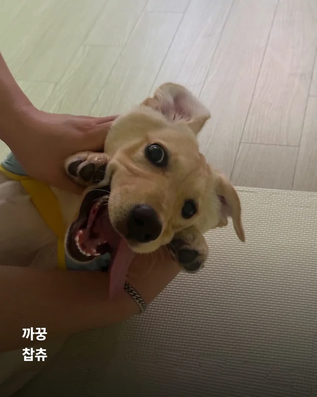 생존률 20% 퍼피 현장 사진