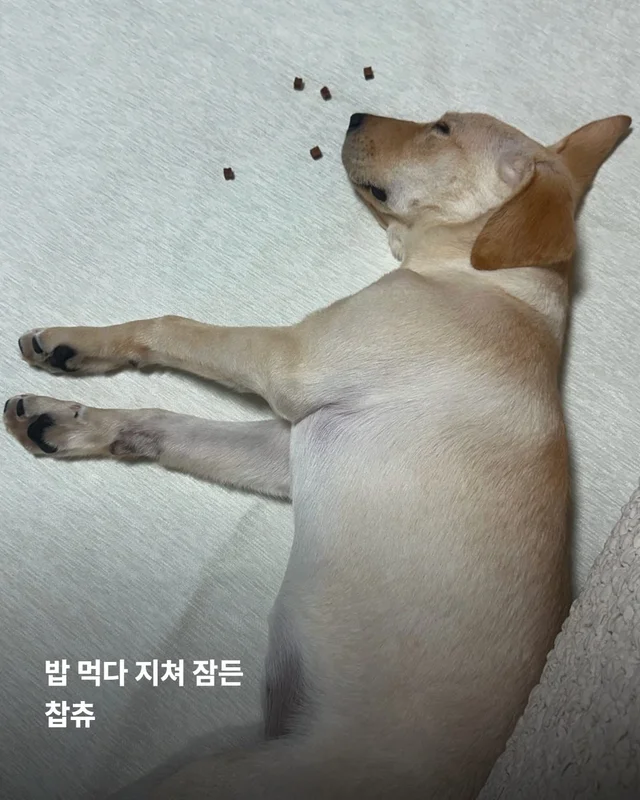 생존률 20% 퍼피 현장 사진