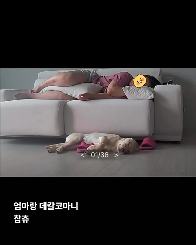 생존률 20% 퍼피 현장 사진