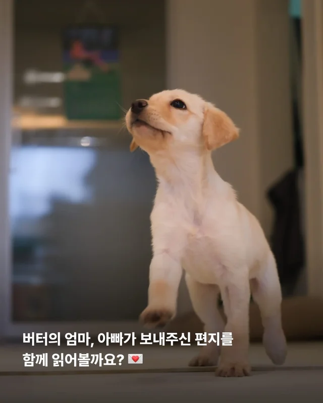 생존률 20% 퍼피 현장 사진
