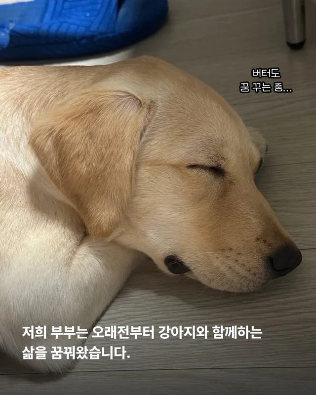 생존률 20% 퍼피 현장 사진