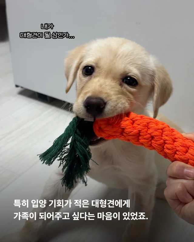 생존률 20% 퍼피 현장 사진