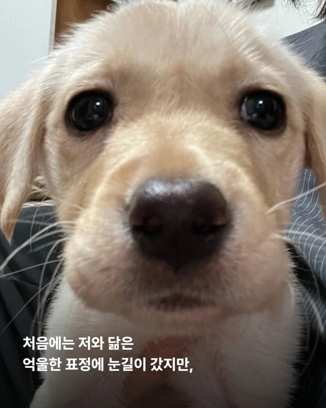 생존률 20% 퍼피 현장 사진