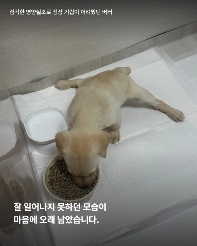 생존률 20% 퍼피 현장 사진