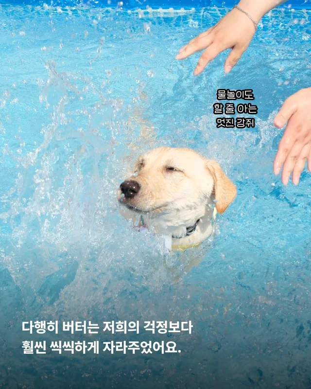 생존률 20% 퍼피 현장 사진