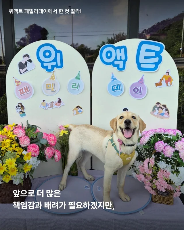 생존률 20% 퍼피 현장 사진