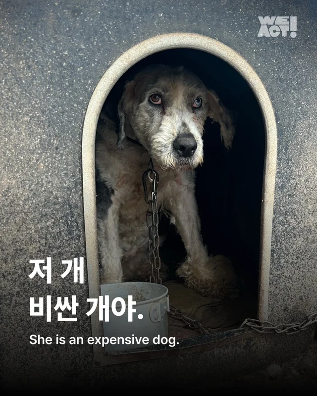 수원 방치견 현장 사진
