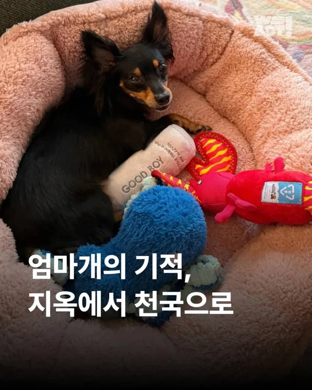 지옥에서 천국으로, 엄마개의 기적 현장 사진