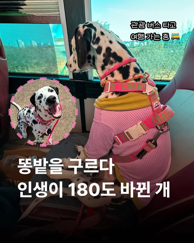 똥밭을 구르다 인생이 180도 바뀐 개 - 위액트바로 현장 사진