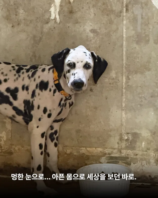 똥밭을 구르다 인생이 180도 바뀐 개 - 위액트바로 현장 사진