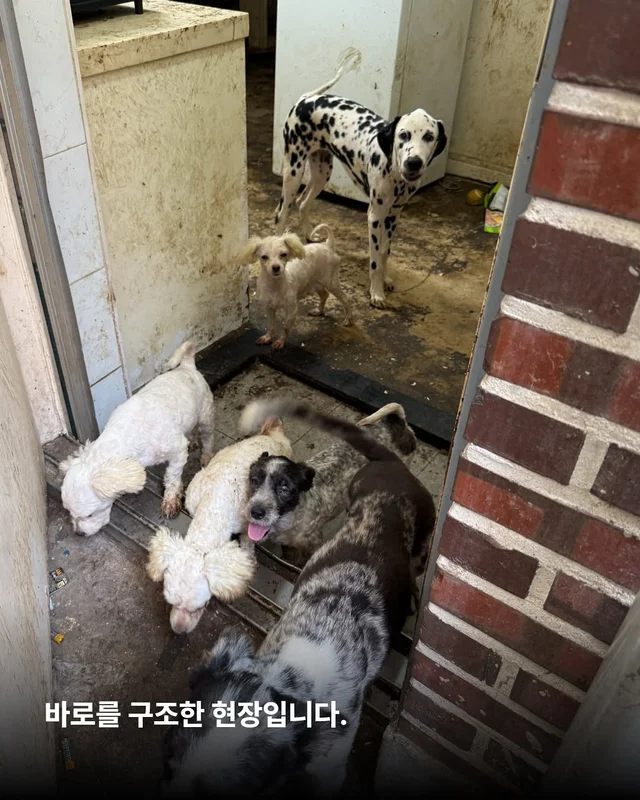 똥밭을 구르다 인생이 180도 바뀐 개 - 위액트바로 현장 사진