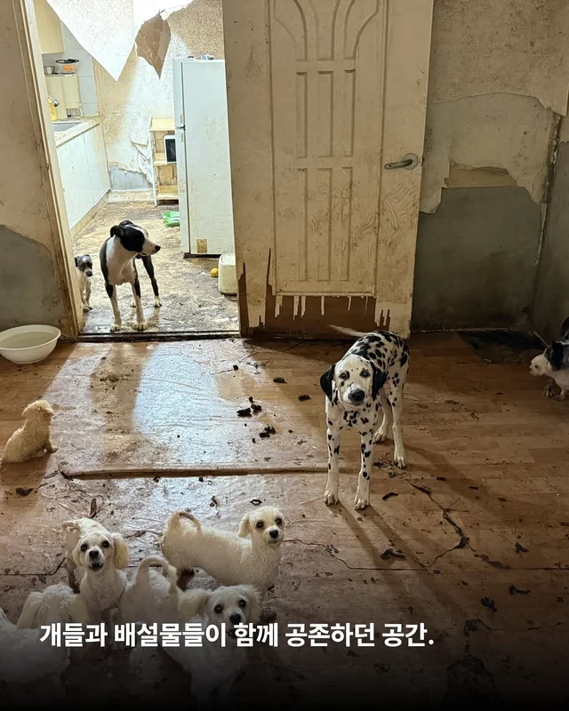똥밭을 구르다 인생이 180도 바뀐 개 - 위액트바로 현장 사진