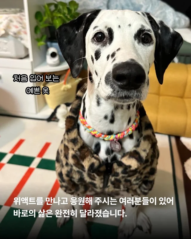 똥밭을 구르다 인생이 180도 바뀐 개 - 위액트바로 현장 사진