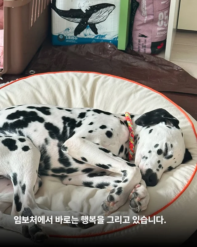 똥밭을 구르다 인생이 180도 바뀐 개 - 위액트바로 현장 사진