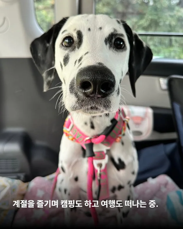 똥밭을 구르다 인생이 180도 바뀐 개 - 위액트바로 현장 사진