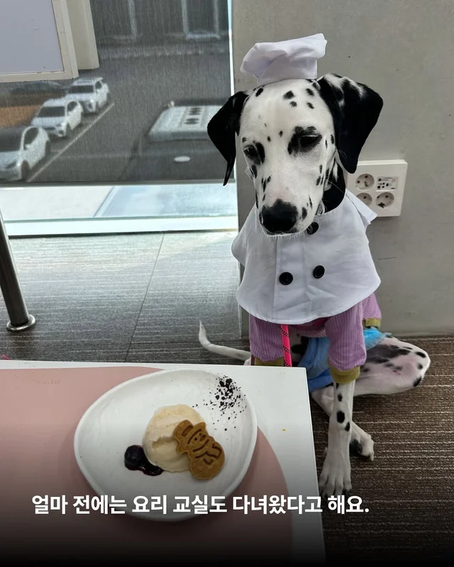 똥밭을 구르다 인생이 180도 바뀐 개 - 위액트바로 현장 사진