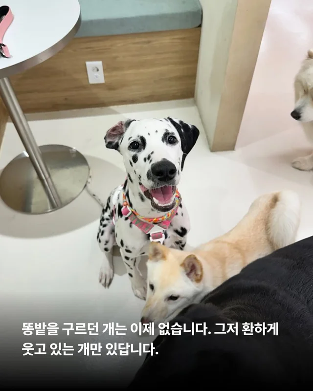 똥밭을 구르다 인생이 180도 바뀐 개 - 위액트바로 현장 사진