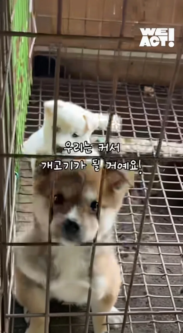 우리는 커서 개고기가 될 거에요! 현장 사진