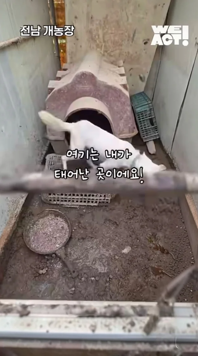 우리는 커서 개고기가 될 거에요! 현장 사진