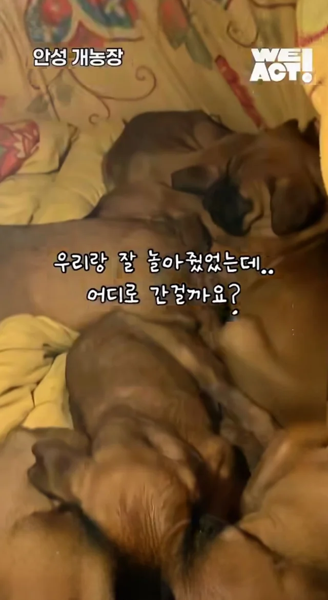 우리는 커서 개고기가 될 거에요! 현장 사진