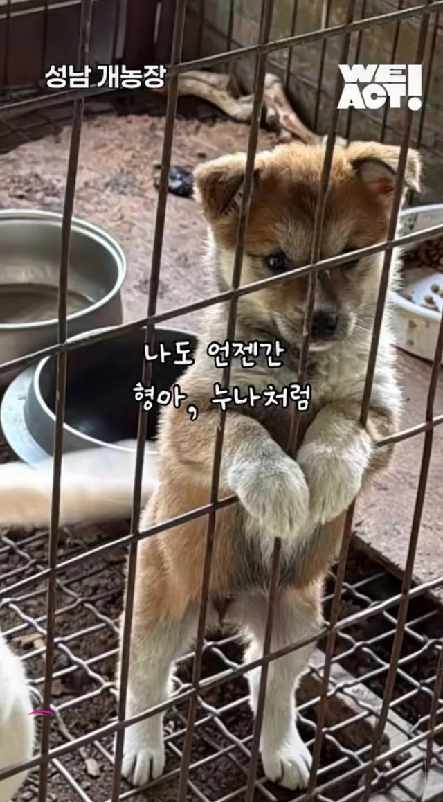 우리는 커서 개고기가 될 거에요! 현장 사진