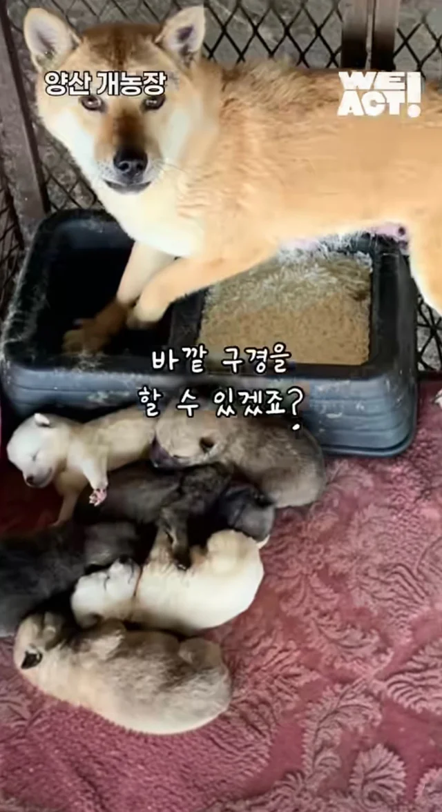 우리는 커서 개고기가 될 거에요! 현장 사진