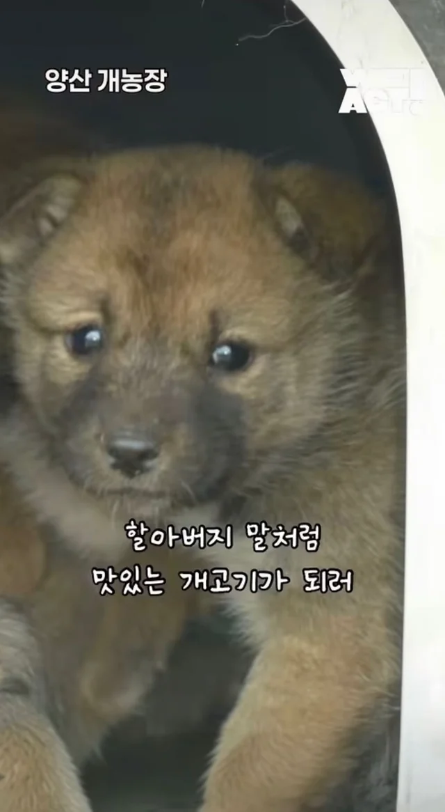 우리는 커서 개고기가 될 거에요! 현장 사진