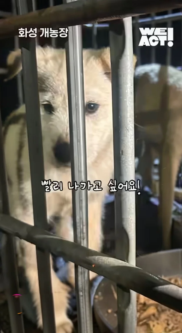 우리는 커서 개고기가 될 거에요! 현장 사진