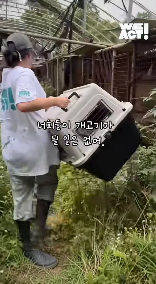 우리는 커서 개고기가 될 거에요! 현장 사진