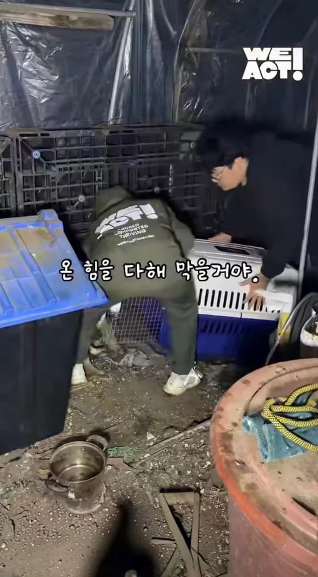 우리는 커서 개고기가 될 거에요! 현장 사진