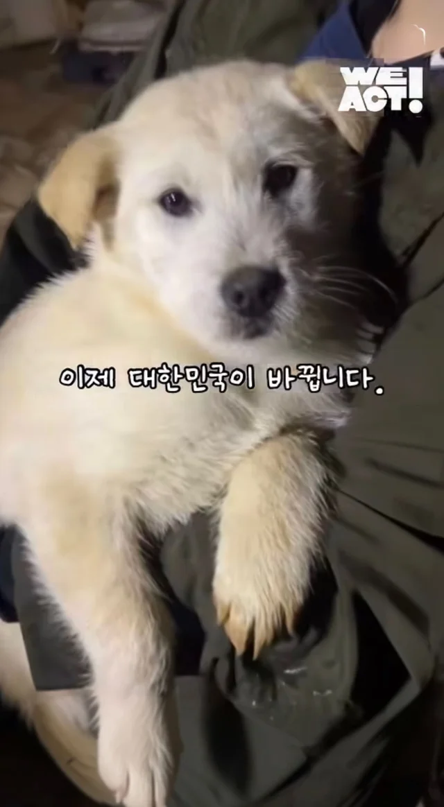 우리는 커서 개고기가 될 거에요! 현장 사진