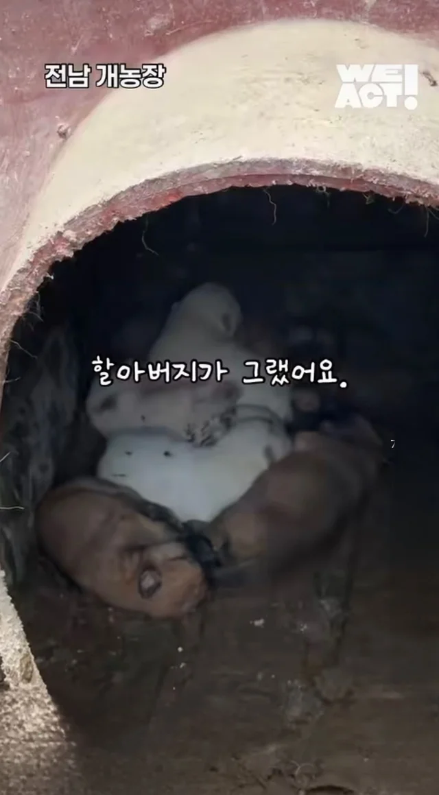 우리는 커서 개고기가 될 거에요! 현장 사진