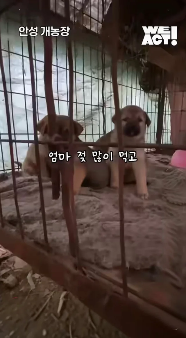 우리는 커서 개고기가 될 거에요! 현장 사진