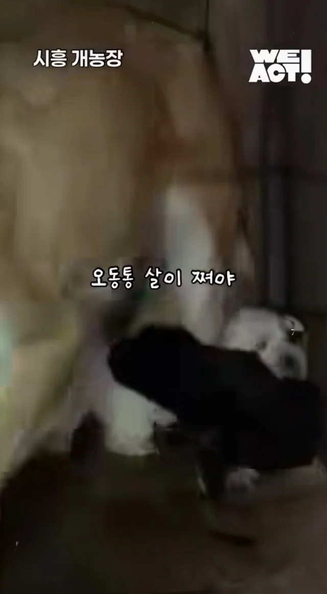 우리는 커서 개고기가 될 거에요! 현장 사진