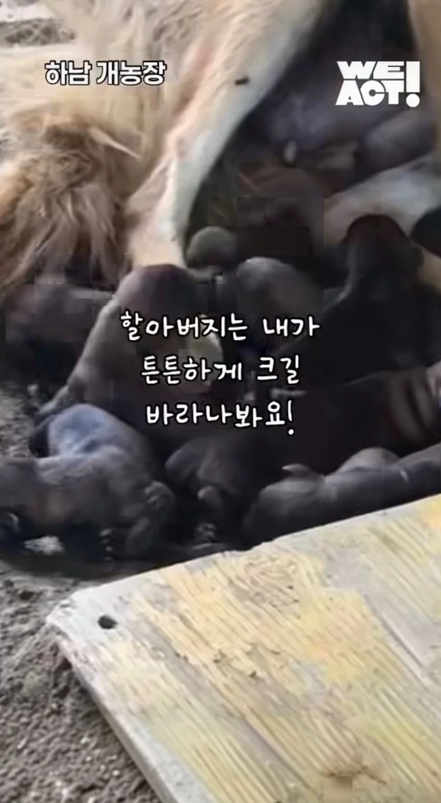 우리는 커서 개고기가 될 거에요! 현장 사진