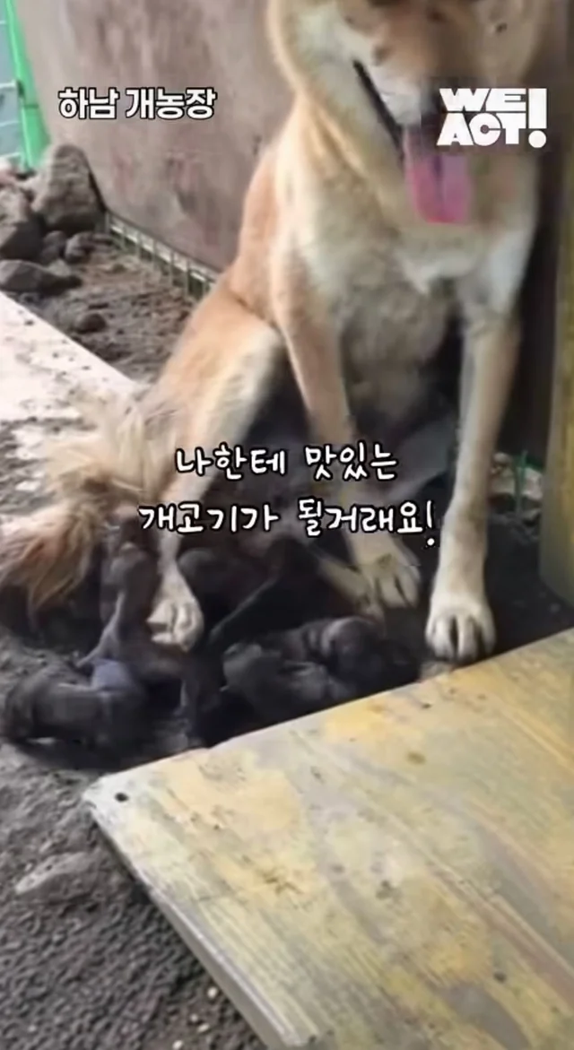 우리는 커서 개고기가 될 거에요! 현장 사진
