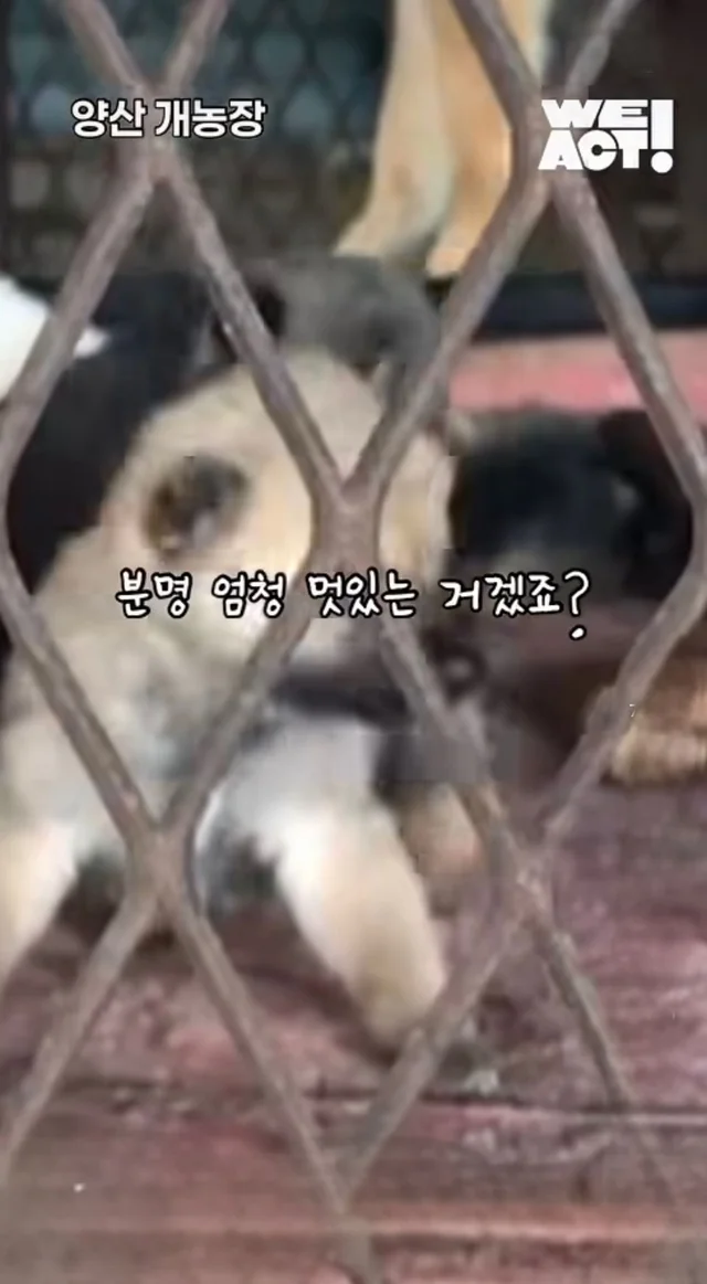우리는 커서 개고기가 될 거에요! 현장 사진