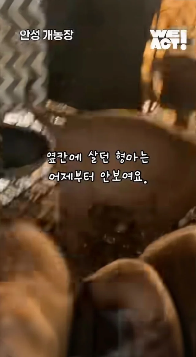 우리는 커서 개고기가 될 거에요! 현장 사진