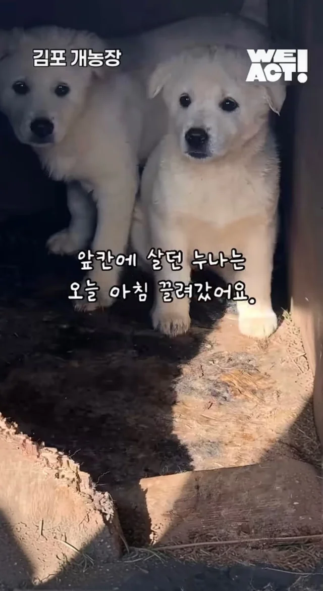 우리는 커서 개고기가 될 거에요! 현장 사진