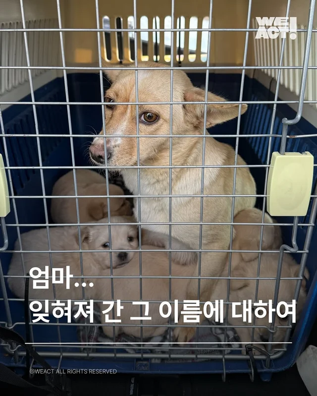 올무걸린유기견-위액트미카 현장 사진