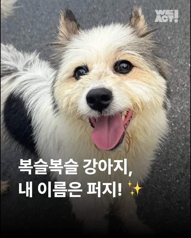 용인방치견 현장 사진