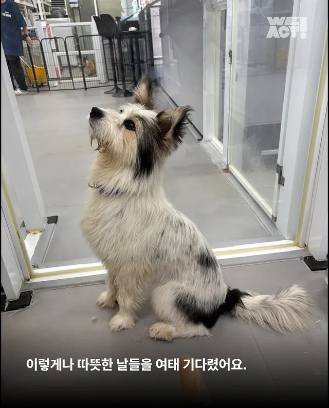 용인방치견 현장 사진