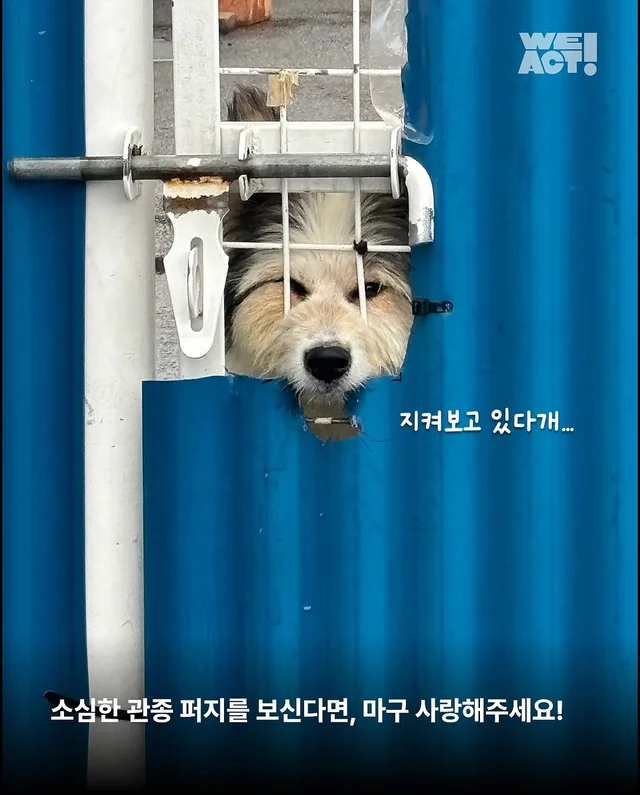 용인방치견 현장 사진